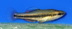 Bluefin Killifish