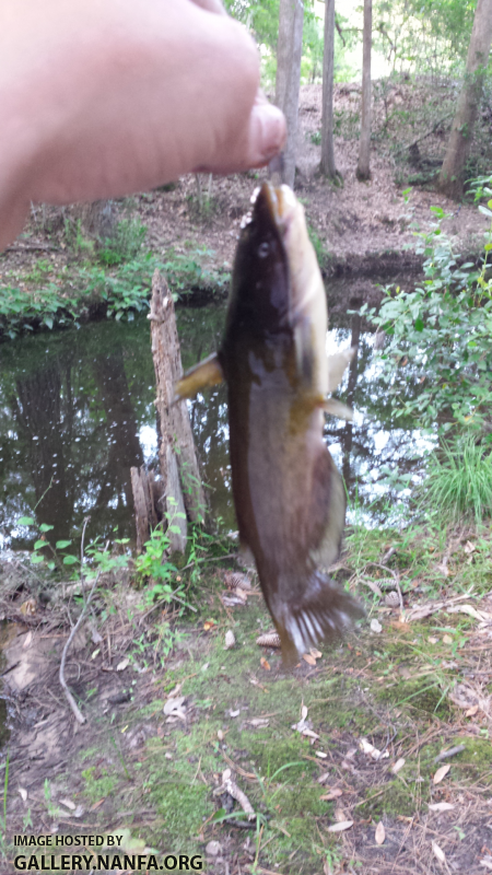 5/26/16 (Congaree River Basin), SC