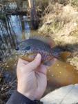 Bluegill x Pumpkinseed Hybrid