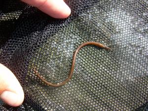 Northern Pipefish