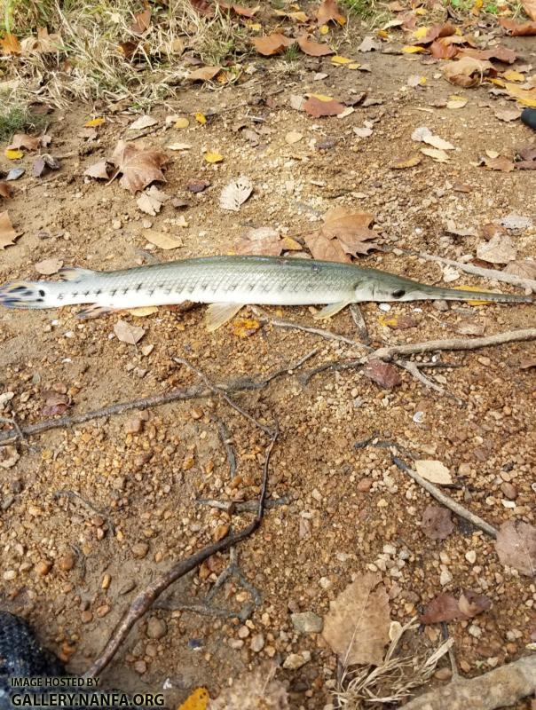 11/6/17 Broad River, Columbia, SC