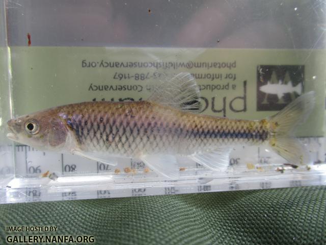 Greenfin Shiner (76)