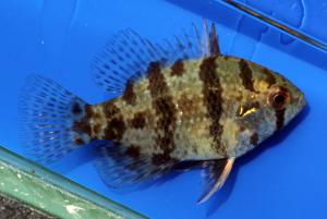 Blackbanded Sunfish