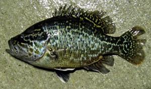 Lepomis gulosus