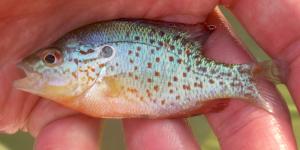 Orangespotted Sunfish