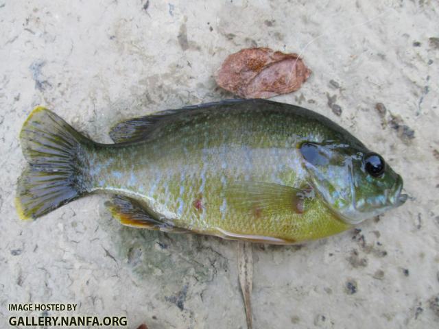 Green Sunfish (76)