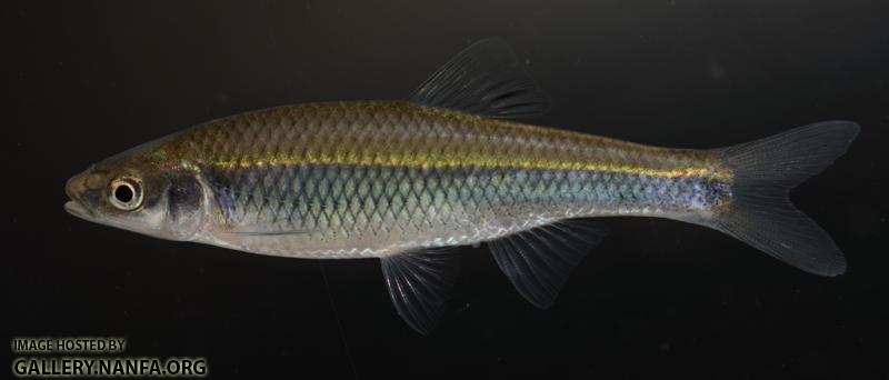 Cyprinella spiloptera female2 by BZ