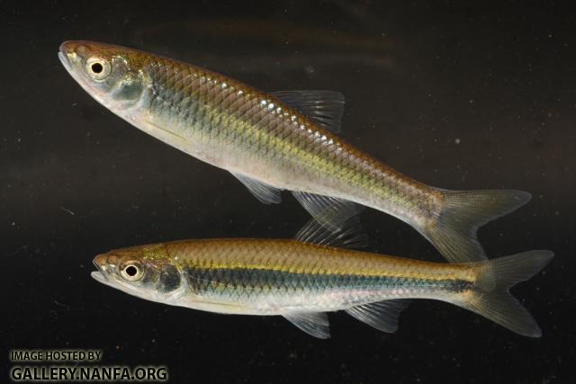 Cyprinella whipplei top Cyprinella spiloptera bottom by BZ
