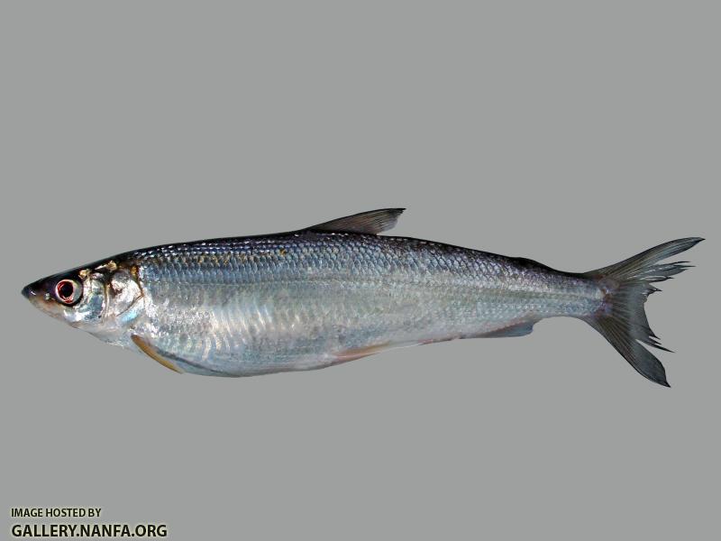 BLT08b
