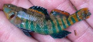 Rainbow Darter