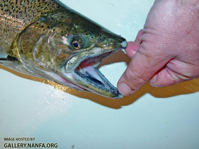 CHS_mouth01a