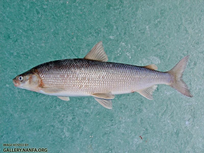 DSC00359a4