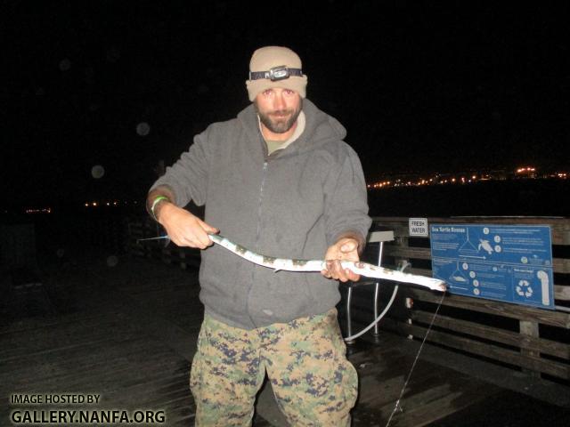 Bluespotted Cornetfish (12)