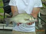 White Bass - Morone chrysops