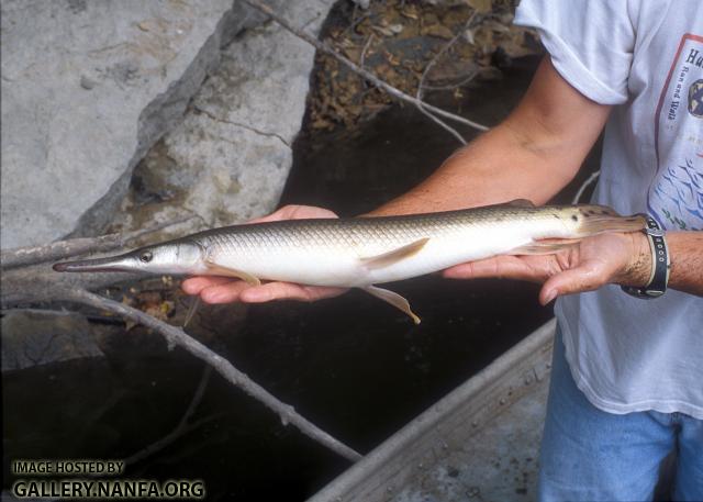 Shortnose Gar2a2