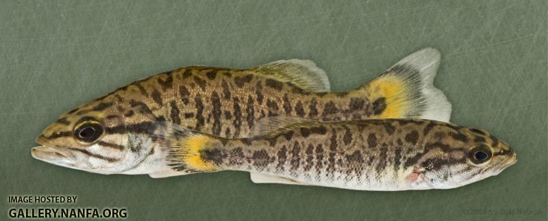 Smallmouth Bass (Micropterus dolomieu)