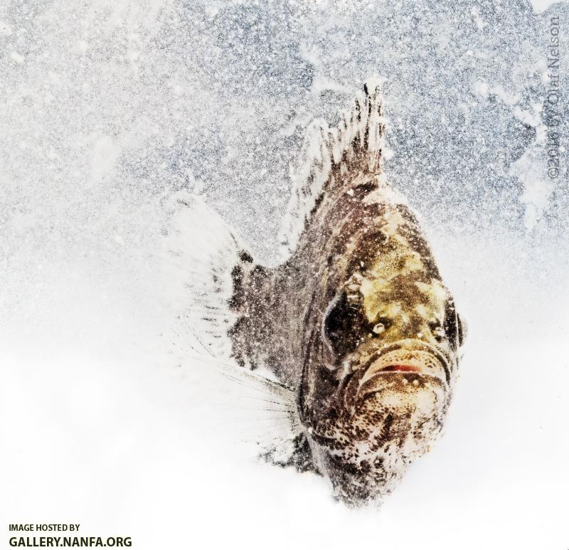 Rock Bass (Ambloplites rupestris)