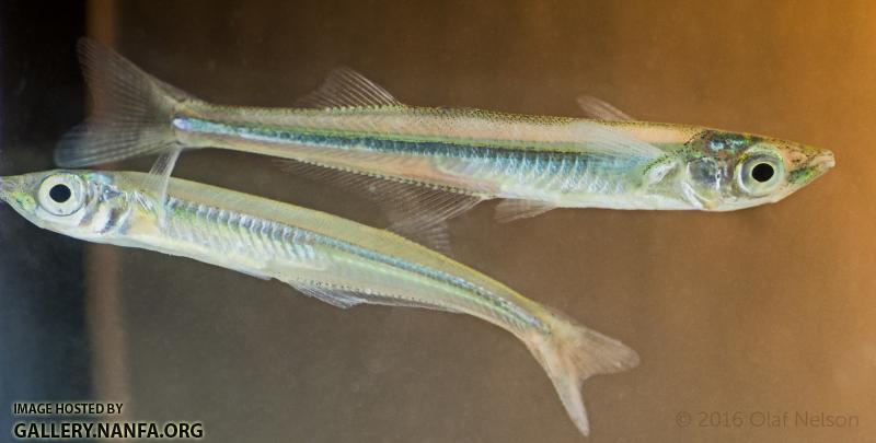 Brook Silversides (Labidesthes sicculus)