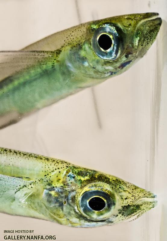 Brook Silversides (Labidesthes sicculus)