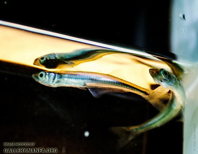 Brook Silversides (Labidesthes sicculus)