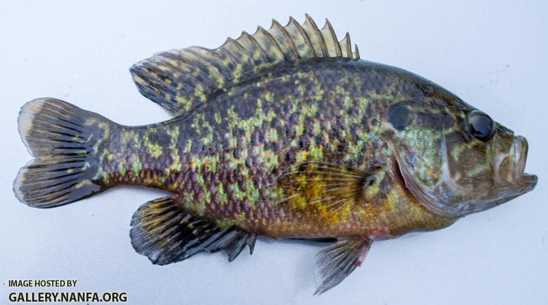 Warmouth Sunfish (Lepomis gulosus)