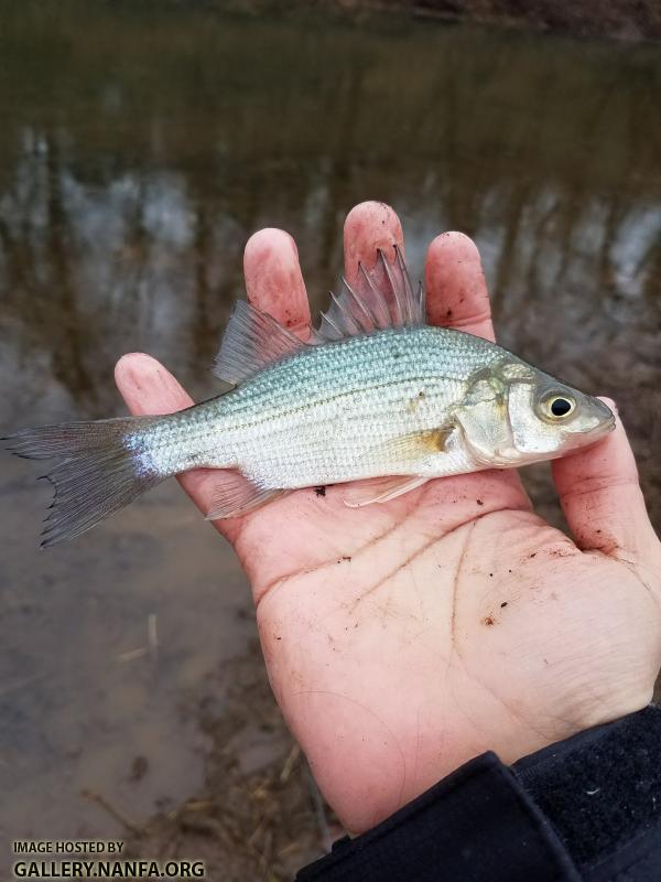 1/28/18 Congaree River, SC