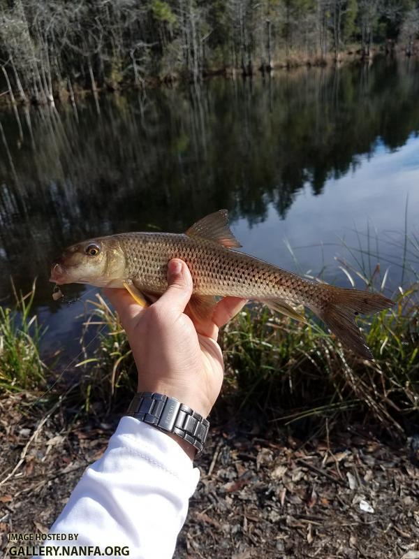 2/8/18 (Congaree River Basin), SC