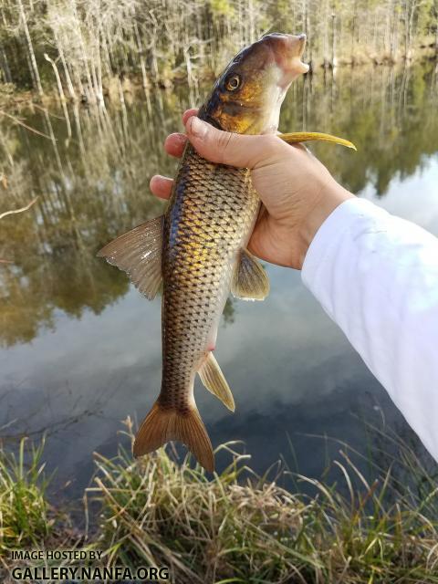 2/8/18 (Congaree River Basin), SC