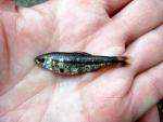 Lantern Minnow - Tampichthys ipni 