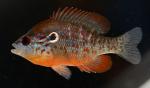 Lepomis humilis male1 Hoover Reservoir OH 19JUL2017 by BZ