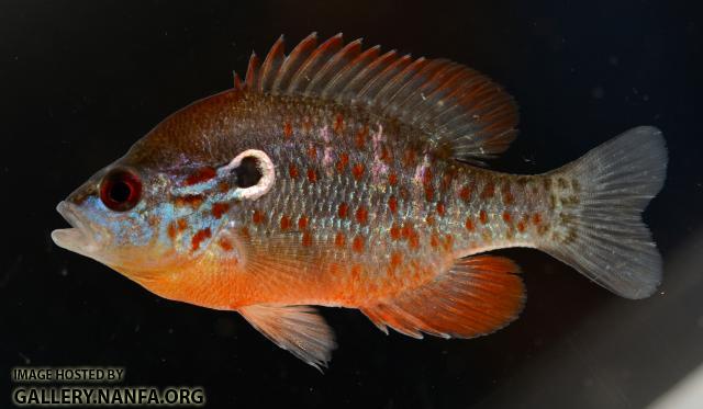 Lepomis humilis male1 Hoover Reservoir OH 19JUL2017 by BZ