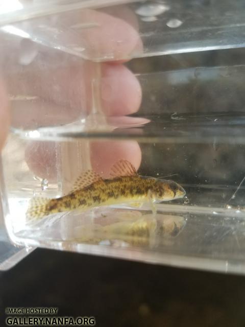 5/3/18 Pequonnock River, CT