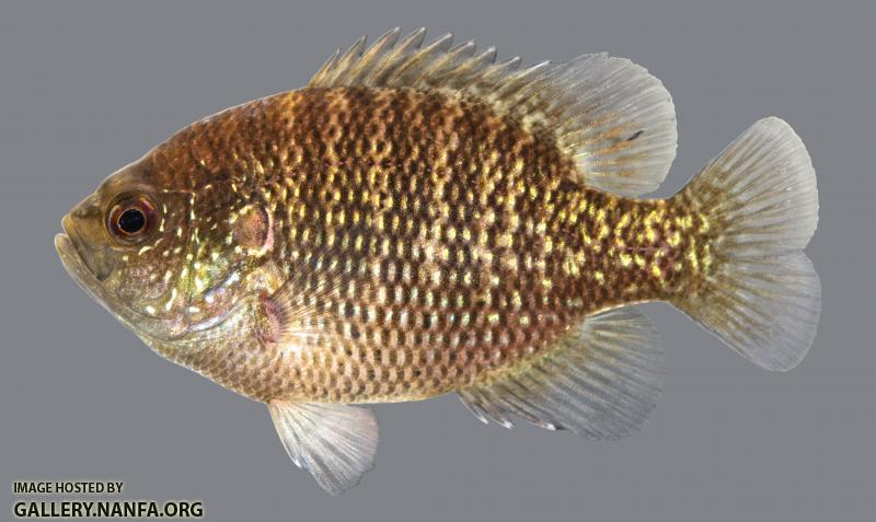 Bantam Sunfish