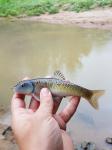 5/18/18 (Pee Dee River Basin), NC