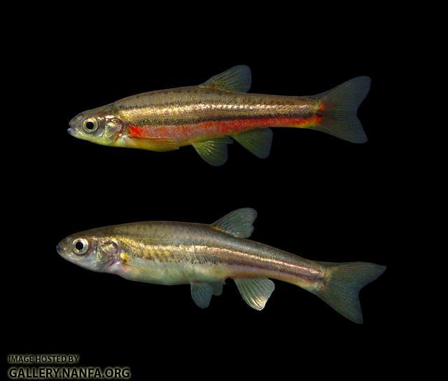 NRD male-female