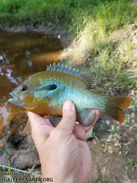 6/6/18 (Congaree River Basin), SC