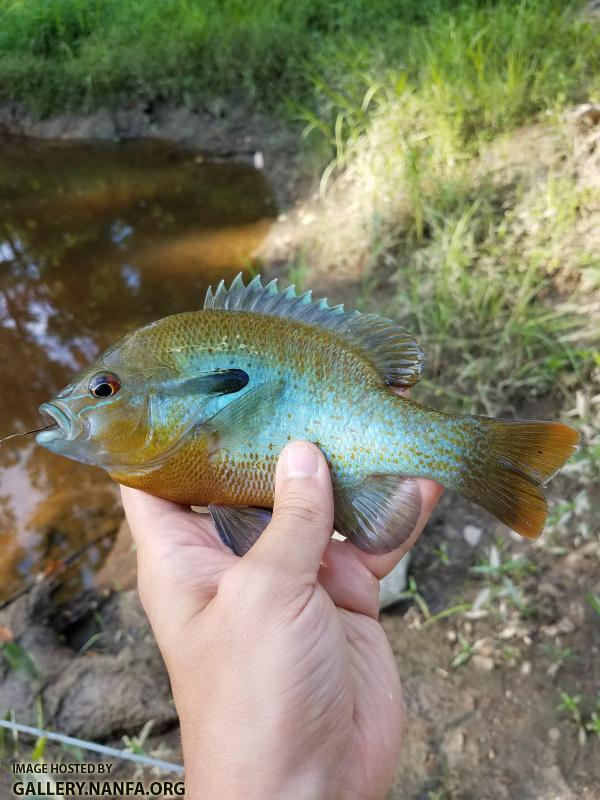 6/6/18 (Congaree River Basin), SC