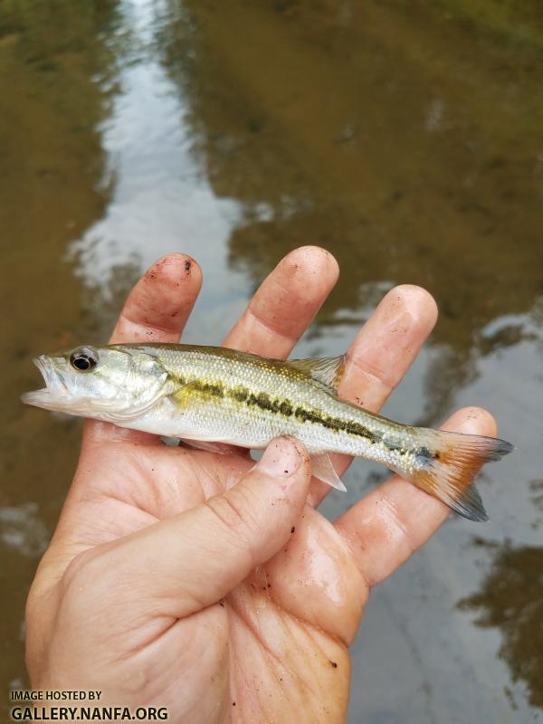 6/25/18 (Yadkin River Basin), NC