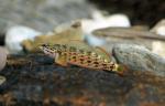 Very orange redline darter