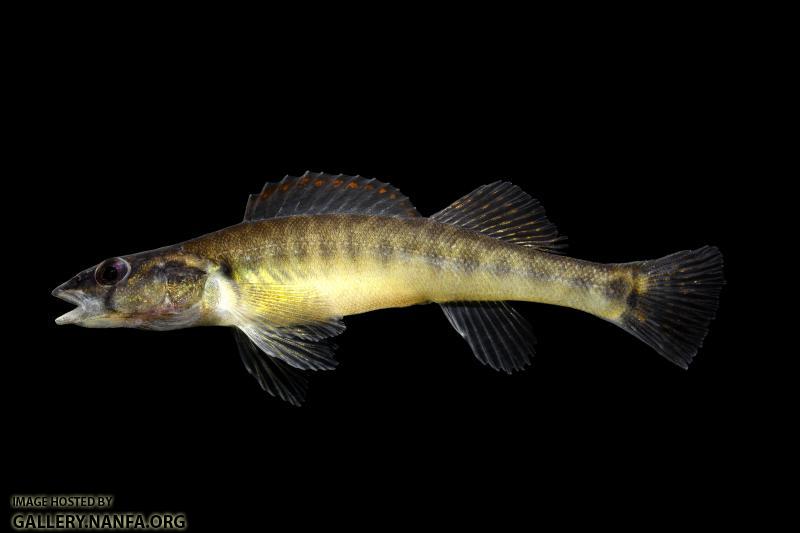 Slenderhead Darter