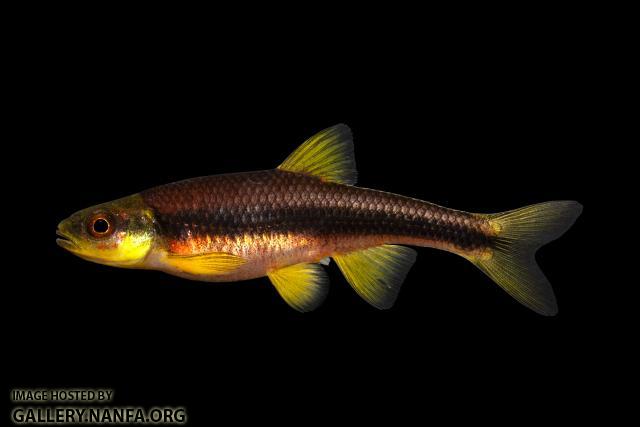 Piedmont Shiner-Broad River Drainage, KY