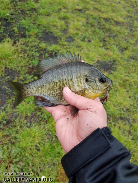 4/2/19 (Cape Fear River Basin) Wilmington, NC