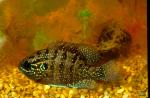 Banded Sunfish