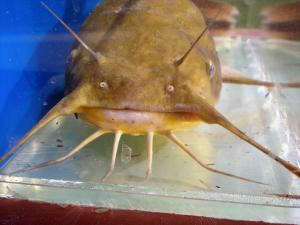 Brown Bullhead