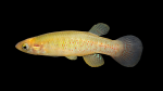 Fundulus-chrysotus-Male