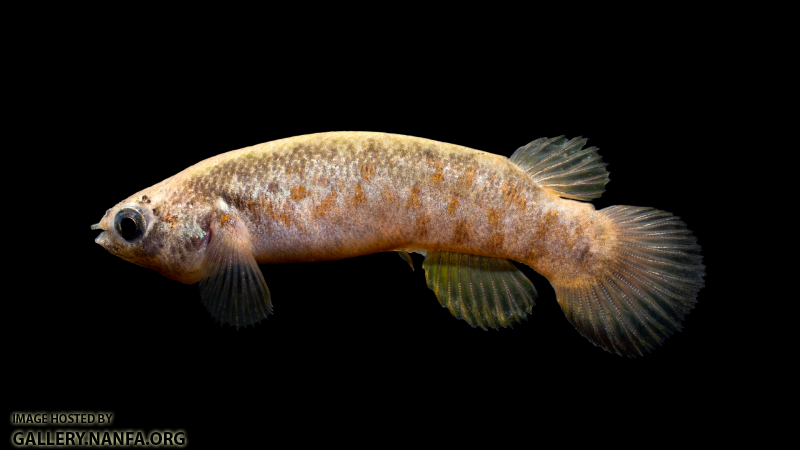 Kryptolebias-marmoratus