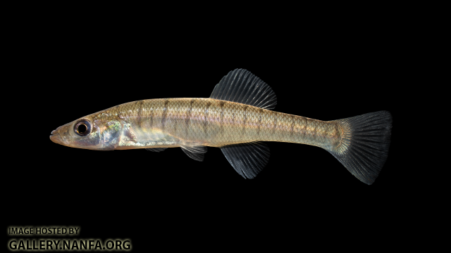 Fundulus-waccamensis