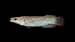 Fundulus-sciadicus