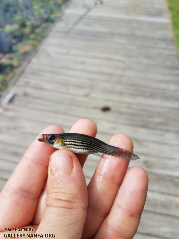 5/20/19 Pee Dee River Basin, NC