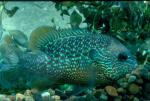 Longear Sunfish (6)